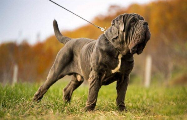 中国十大禁犬是哪些(中国禁养的犬有哪些)-1 中国十大禁犬是哪些,中国禁养的犬有哪些(附2022年最新排行榜前十名单)
