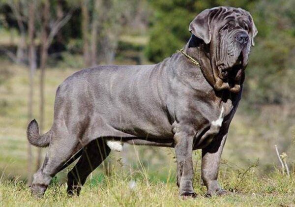 中国十大禁犬是哪些(中国禁养的犬有哪些)-1 中国十大禁犬是哪些,中国禁养的犬有哪些(附2022年最新排行榜前十名单)
