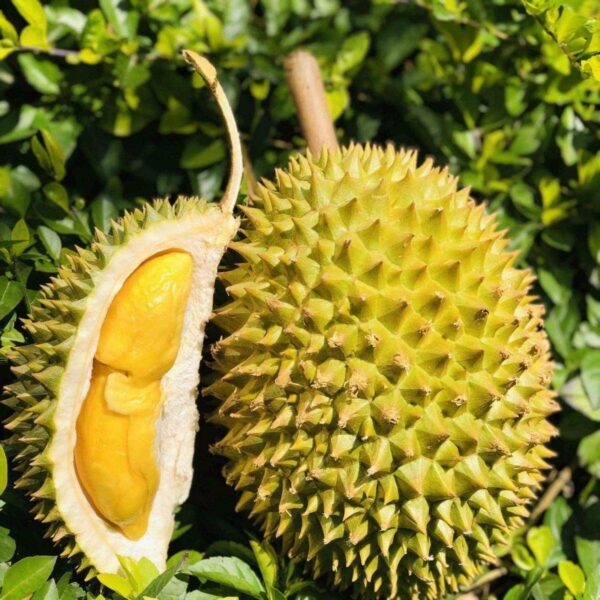 哪里产的榴莲最好吃最便宜的(榴莲产地排行榜最新)-1 哪里产的榴莲最好吃最便宜的,榴莲产地排行榜最新(附2022年最新排行榜前十名单)