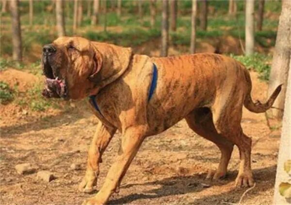 中国十大禁犬是哪些(中国禁养的犬有哪些)-1 中国十大禁犬是哪些,中国禁养的犬有哪些(附2022年最新排行榜前十名单)