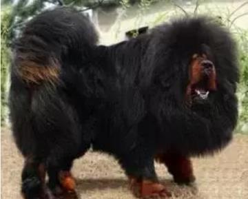 十大家养宠物犬排行榜小狗,大型狗狗排行榜前十名(附2022年最新排名前十榜单)