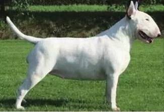 十大家养宠物犬排行榜小狗,大型狗狗排行榜前十名(附2022年最新排名前十榜单)