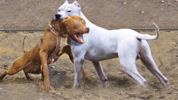 中国十大禁犬是哪些(中国禁养的犬有哪些)-1 中国十大禁犬是哪些,中国禁养的犬有哪些(附2022年最新排行榜前十名单)
