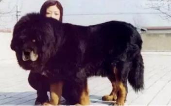 十大家养宠物犬排行榜小狗,大型狗狗排行榜前十名(附2022年最新排名前十榜单)