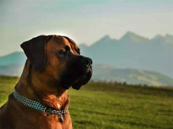 中国十大禁犬是哪些(中国禁养的犬有哪些)-1 中国十大禁犬是哪些,中国禁养的犬有哪些(附2022年最新排行榜前十名单)