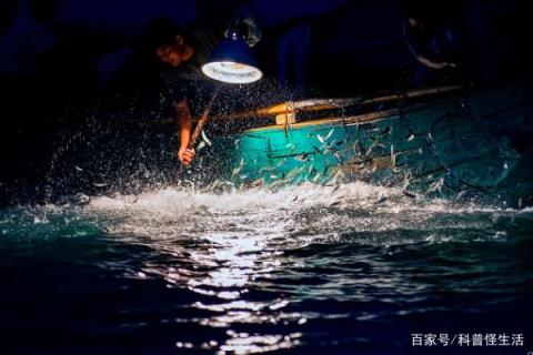 为什么银环蛇是我国最毒的毒蛇,海蛇和毒蛇谁的毒性最大(附2022年最新排名前十榜单)
