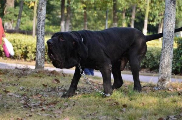 中国十大禁犬是哪些(中国禁养的犬有哪些)-1 中国十大禁犬是哪些,中国禁养的犬有哪些(附2022年最新排行榜前十名单)