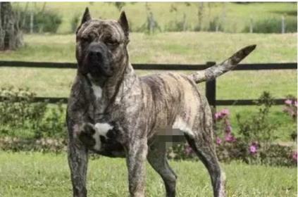 十大家养宠物犬排行榜小狗,大型狗狗排行榜前十名(附2022年最新排名前十榜单)