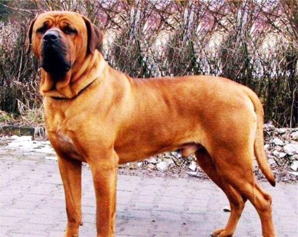 中国十大禁犬是哪些(中国禁养的犬有哪些)-1 中国十大禁犬是哪些,中国禁养的犬有哪些(附2022年最新排行榜前十名单)