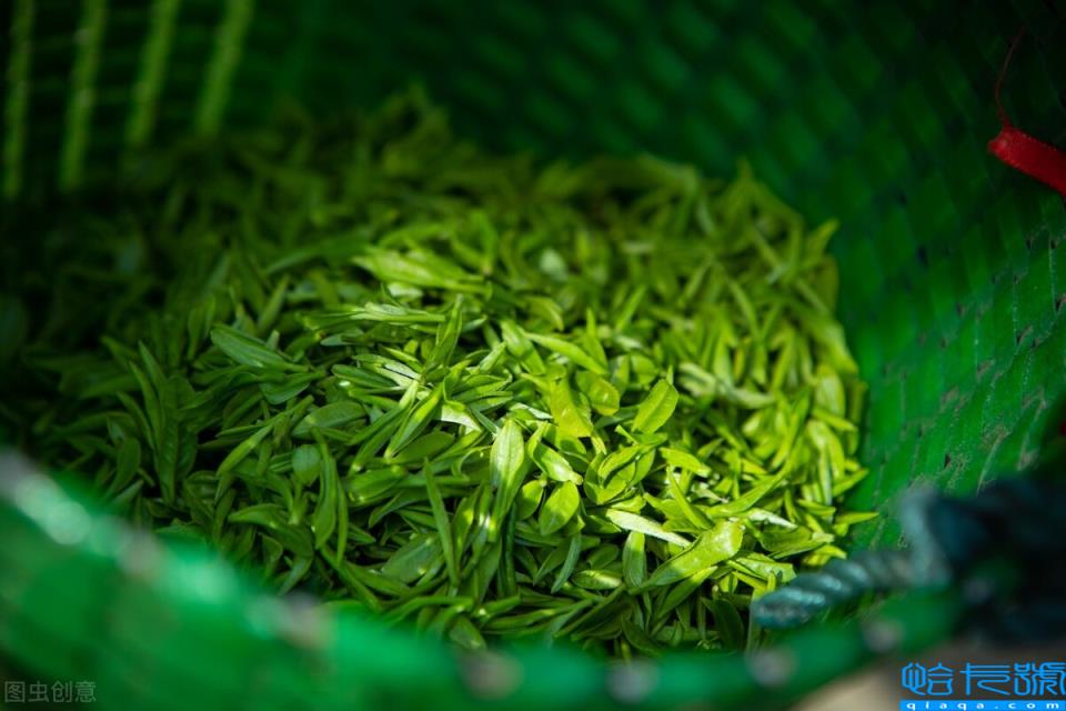 中国十大名茶最新排名,中国名茶排行榜前十名(附2022年最新排名前十榜单)