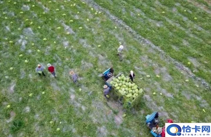 西瓜最甜品种排行榜前十名,全国最甜西瓜排名(附2022年最新排名前十榜单)