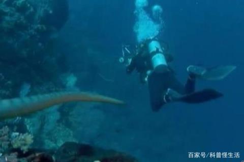 为什么银环蛇是我国最毒的毒蛇,海蛇和毒蛇谁的毒性最大(附2022年最新排名前十榜单)