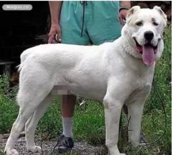 十大家养宠物犬排行榜小狗,大型狗狗排行榜前十名(附2022年最新排名前十榜单)