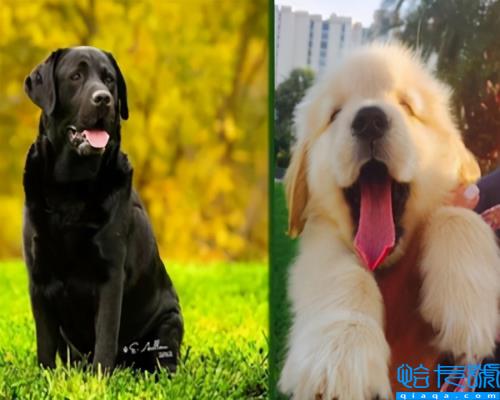 拉布拉多和金毛哪个好,拉布拉多小狗多少钱一只(附2022年最新排名前十榜单)