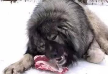 十大家养宠物犬排行榜小狗,大型狗狗排行榜前十名(附2022年最新排名前十榜单)
