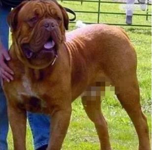 十大家养宠物犬排行榜小狗,大型狗狗排行榜前十名(附2022年最新排名前十榜单)