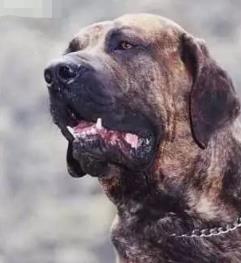 十大家养宠物犬排行榜小狗,大型狗狗排行榜前十名(附2022年最新排名前十榜单)