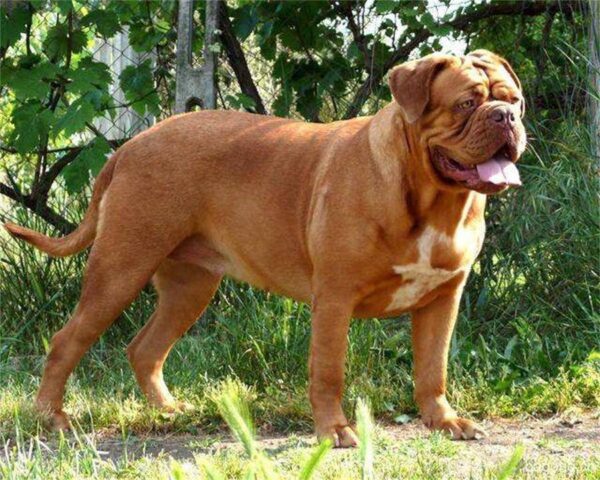 中国十大禁犬是哪些(中国禁养的犬有哪些)-1 中国十大禁犬是哪些,中国禁养的犬有哪些(附2022年最新排行榜前十名单)
