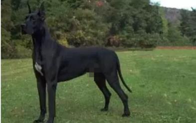 十大家养宠物犬排行榜小狗,大型狗狗排行榜前十名(附2022年最新排名前十榜单)