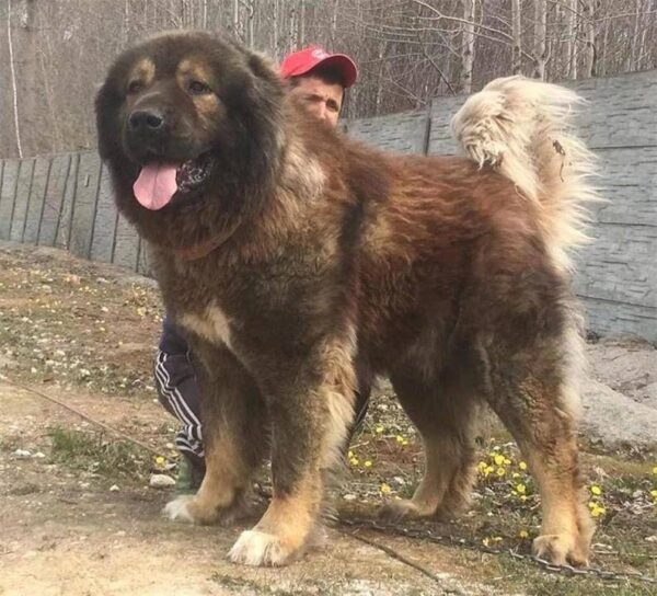 中国十大禁犬是哪些(中国禁养的犬有哪些)-1 中国十大禁犬是哪些,中国禁养的犬有哪些(附2022年最新排行榜前十名单)