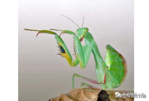 十大最厉害的螳螂排名(世界上最厉害的螳螂是什么螳螂)-1 十大最厉害的螳螂排名,世界上最厉害的螳螂是什么螳螂(附2022年最新排行榜前十名单)