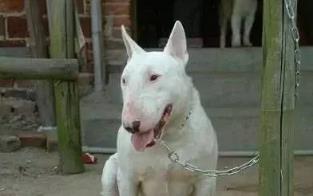 十大家养宠物犬排行榜小狗,大型狗狗排行榜前十名(附2022年最新排名前十榜单)