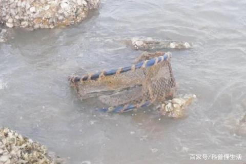 为什么银环蛇是我国最毒的毒蛇,海蛇和毒蛇谁的毒性最大(附2022年最新排名前十榜单)