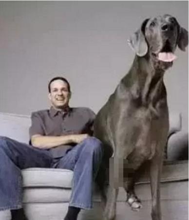 十大家养宠物犬排行榜小狗,大型狗狗排行榜前十名(附2022年最新排名前十榜单)