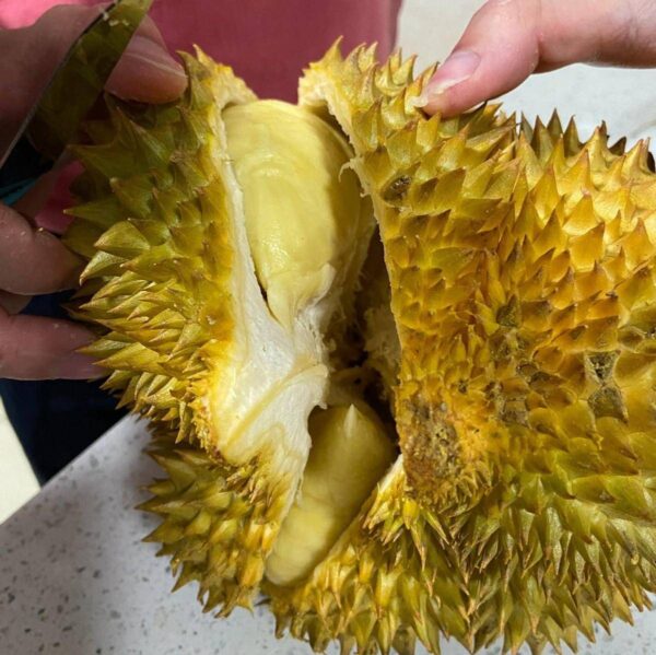 哪里产的榴莲最好吃最便宜的(榴莲产地排行榜最新)-1 哪里产的榴莲最好吃最便宜的,榴莲产地排行榜最新(附2022年最新排行榜前十名单)