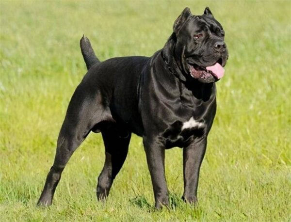 中国十大禁犬是哪些(中国禁养的犬有哪些)-1 中国十大禁犬是哪些,中国禁养的犬有哪些(附2022年最新排行榜前十名单)