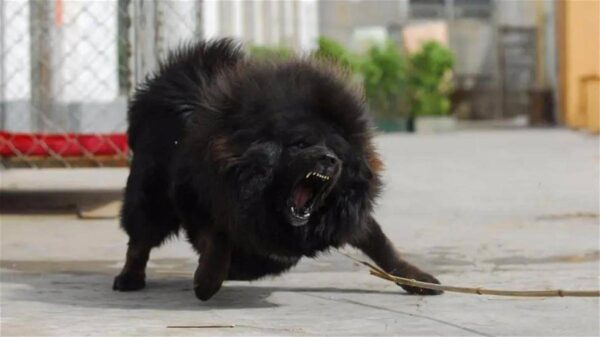 中国十大禁犬是哪些(中国禁养的犬有哪些)-1 中国十大禁犬是哪些,中国禁养的犬有哪些(附2022年最新排行榜前十名单)