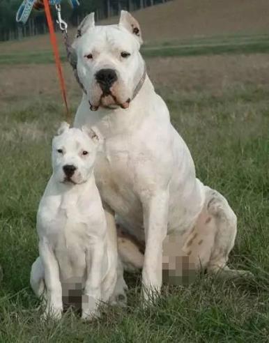 十大家养宠物犬排行榜小狗,大型狗狗排行榜前十名(附2022年最新排名前十榜单)