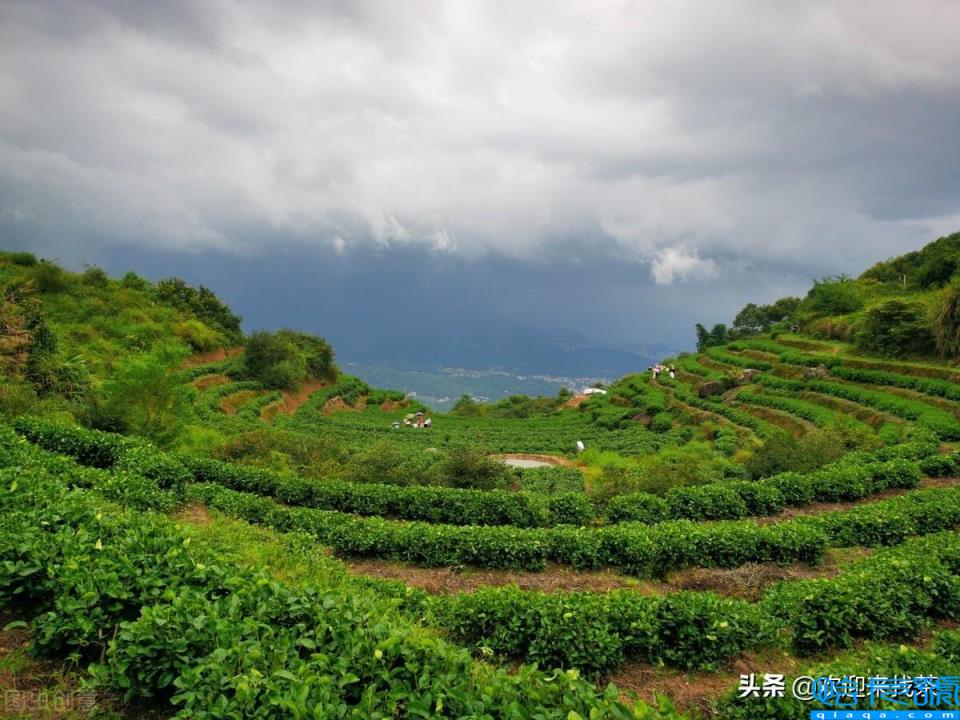 福建茶叶品牌十大名茶,福建茶叶品牌排行榜前10名(附2022年最新排名前十榜单)