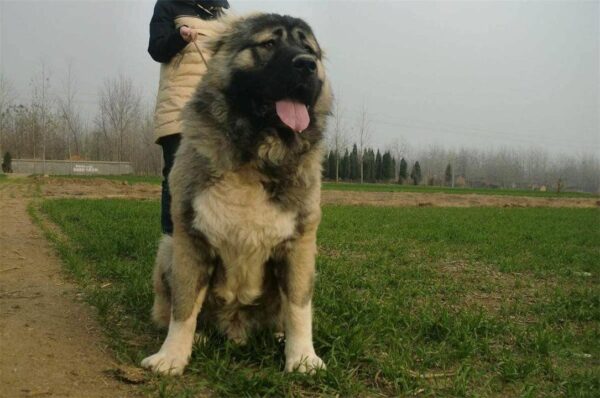 中国十大禁犬是哪些(中国禁养的犬有哪些)-1 中国十大禁犬是哪些,中国禁养的犬有哪些(附2022年最新排行榜前十名单)