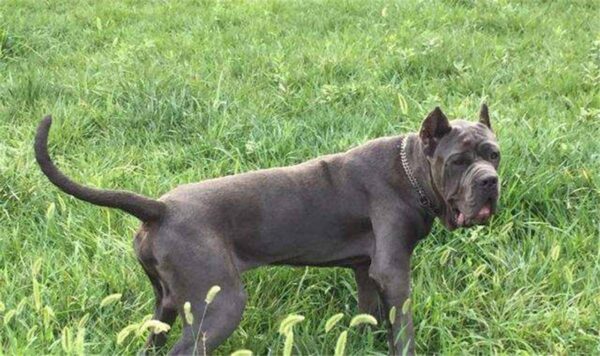 中国十大禁犬是哪些(中国禁养的犬有哪些)-1 中国十大禁犬是哪些,中国禁养的犬有哪些(附2022年最新排行榜前十名单)