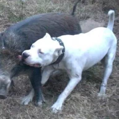 十大家养宠物犬排行榜小狗,大型狗狗排行榜前十名(附2022年最新排名前十榜单)