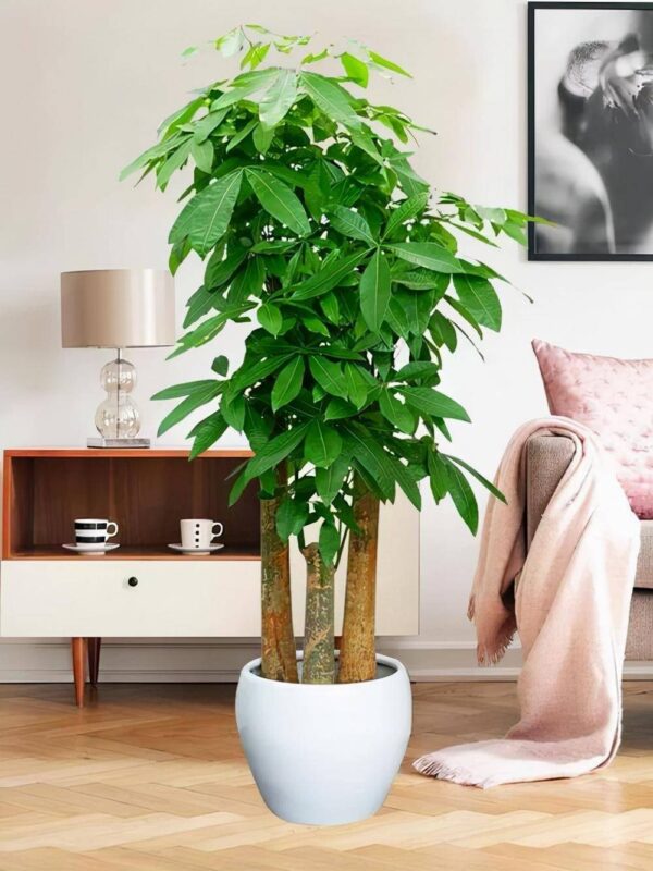 十大有益健康的盆栽植物(最有益健康的绿植排名)-1 十大有益健康的盆栽植物,最有益健康的绿植排名(附2022年最新排行榜前十名单)