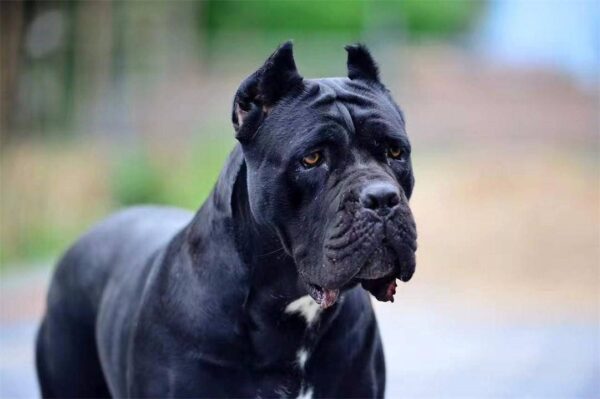 中国十大禁犬是哪些(中国禁养的犬有哪些)-1 中国十大禁犬是哪些,中国禁养的犬有哪些(附2022年最新排行榜前十名单)