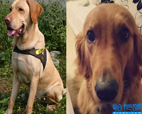 拉布拉多和金毛哪个好,拉布拉多小狗多少钱一只(附2022年最新排名前十榜单)