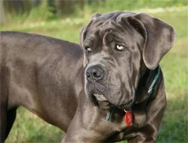 中国十大禁犬是哪些(中国禁养的犬有哪些)-1 中国十大禁犬是哪些,中国禁养的犬有哪些(附2022年最新排行榜前十名单)
