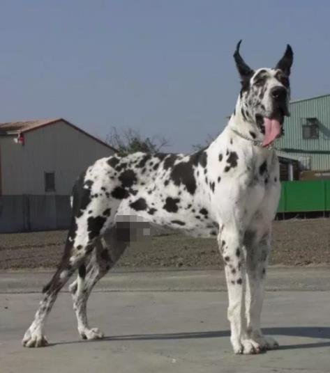 十大家养宠物犬排行榜小狗,大型狗狗排行榜前十名(附2022年最新排名前十榜单)