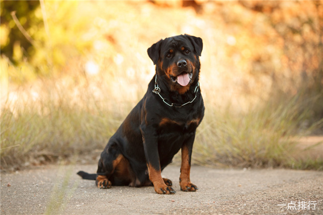 罗威纳犬 世界十大最昂贵的狗 藏獒仅排第四(2022年最新排名前十榜单)
