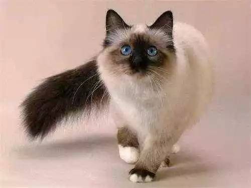 世界上最长寿的猫是多少岁(寿命最长的猫排行榜)-1 世界上最长寿的猫是多少岁,寿命最长的猫排行榜(附2022年最新排行榜前十名单)