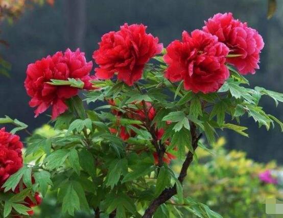 牡丹花什么时候开,牡丹花在5月份什么时候开花(附2022年最新排行榜前十名单)