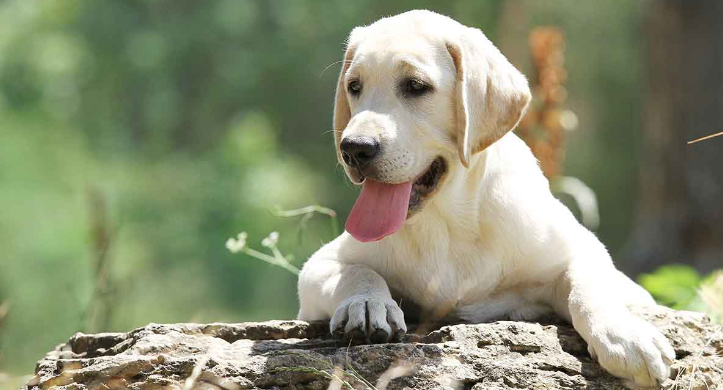 拉布拉多是大型犬吗是什么品种?拉布拉多咬人吗?(附最新排名前十榜单)