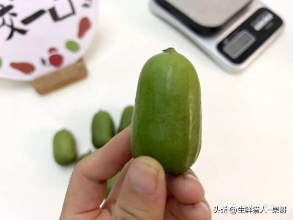 中国十大猕猴桃产区排名(全国猕猴桃哪里最出名)-1 中国十大猕猴桃产区排名,全国猕猴桃哪里最出名(附2022年最新排行榜前十名单)
