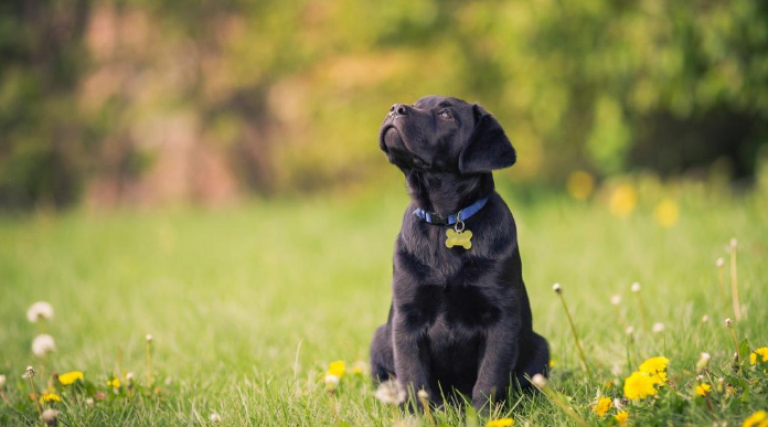 拉布拉多是大型犬吗是什么品种?拉布拉多咬人吗?(附最新排名前十榜单)