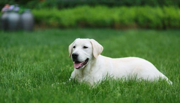 拉布拉多是大型犬吗是什么品种?拉布拉多咬人吗?(附最新排名前十榜单)