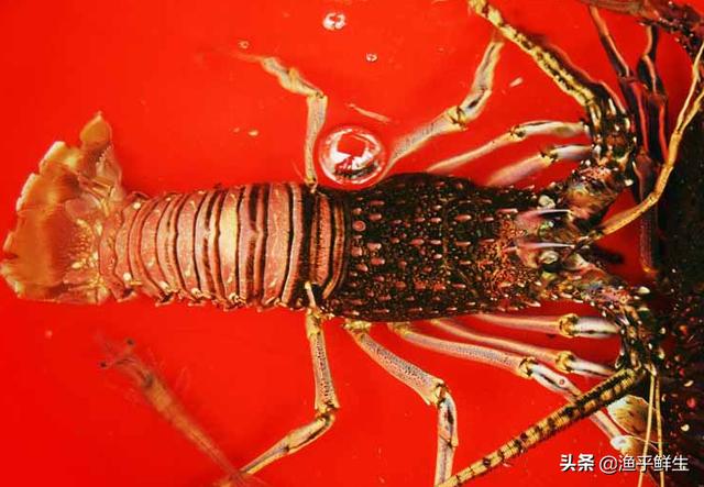 中国最大的海鲜产地有哪些,中国最大的几个海鲜出产地(附2022年最新排行榜前十名单)