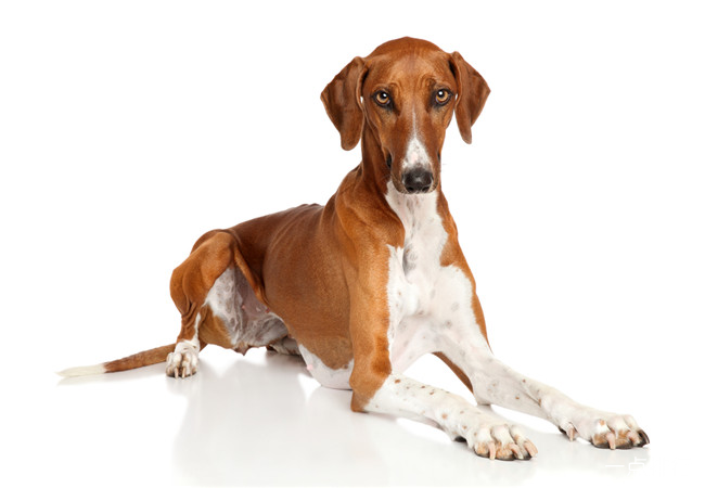 阿沙瓦犬 世界十大最昂贵的狗 藏獒仅排第四(2022年最新排名前十榜单)